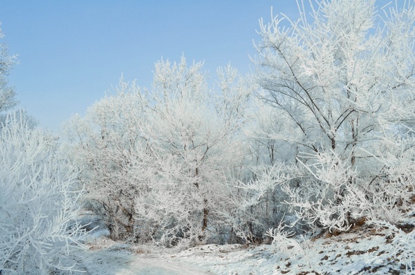 snow frost landscape