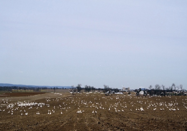 snow geese taking off