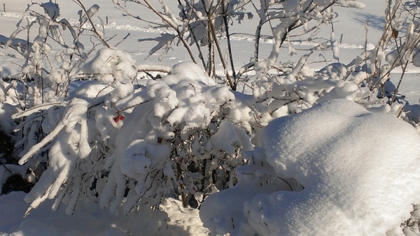 snow landscape winter blast