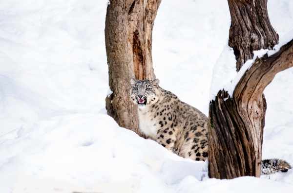 wild leopard in snow winter