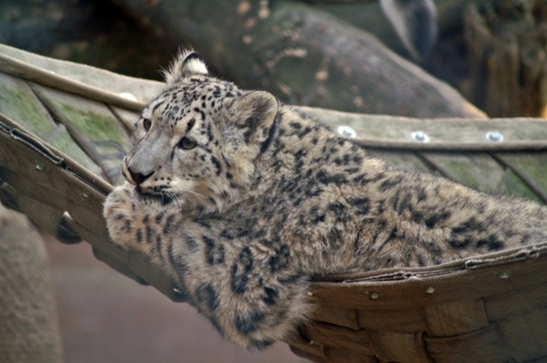 snow leopard cat young animal