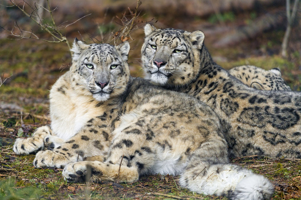 snow leopard couple
