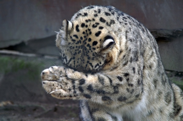 snow leopard paw misery