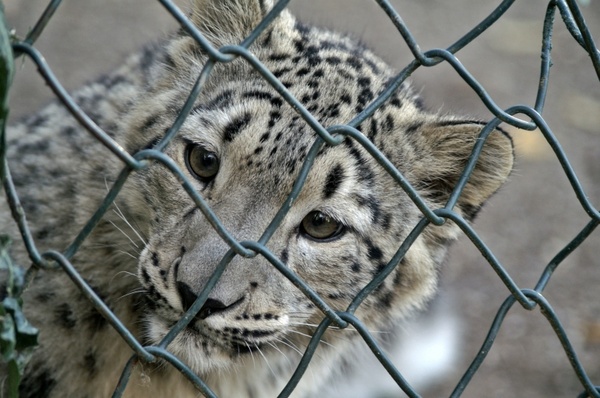 snow leopard young animal grid