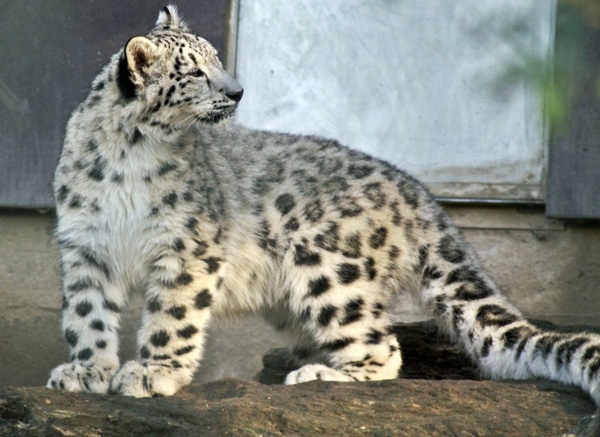 snow leopard young animal snow