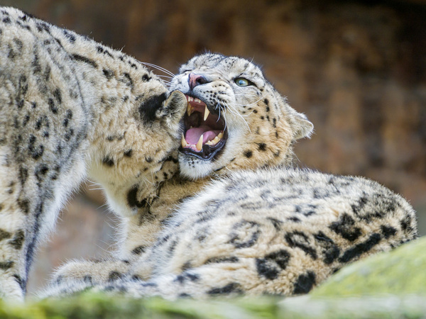 snow leopards arguments
