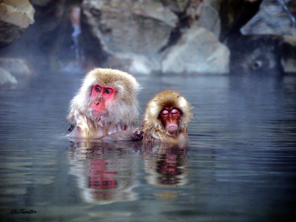 snow monkeys in hot spring japan