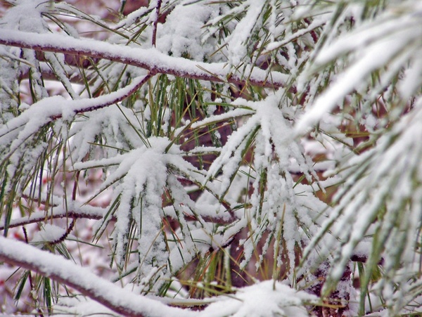 snow on pine needles