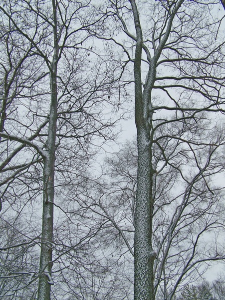 snow on trees 3