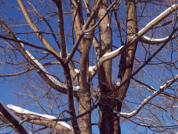 snow on trees with blue sky