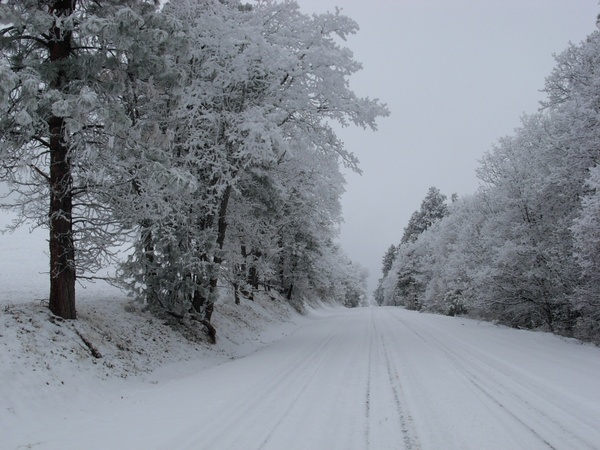 snow road trees