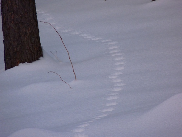 snow traces snow lane