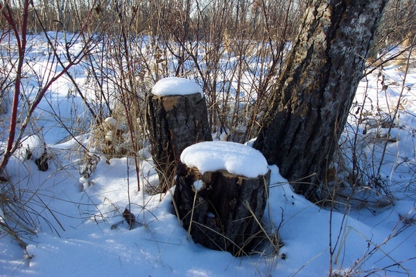 snow tree stump