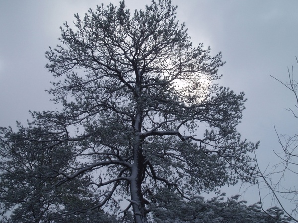 snow tree with sun