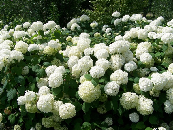 snowball bushes