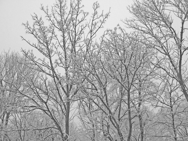 snowcovered trees
