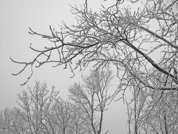 snowcovered trees 