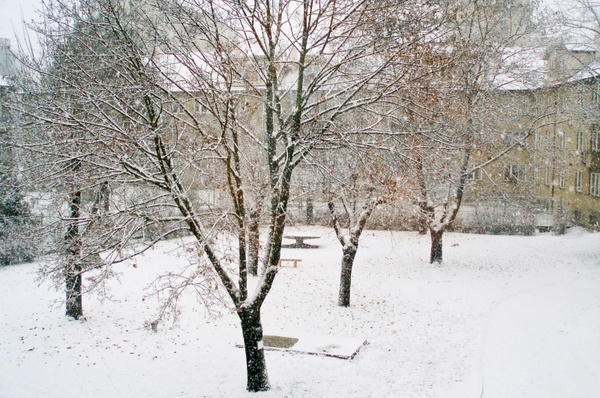 snowfall landscape
