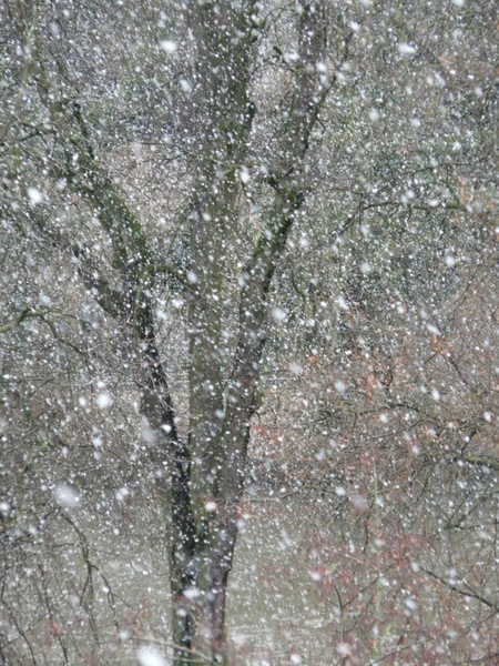 snowfall snow snowflakes