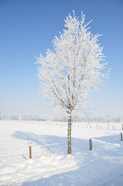 snowy tree alone in wintertime
