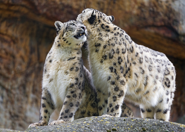 snuggling snow leopards