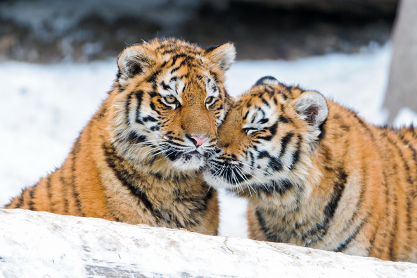 snuggling tiger cubs 