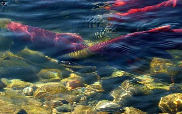 sockeye salmon adams river spawning 