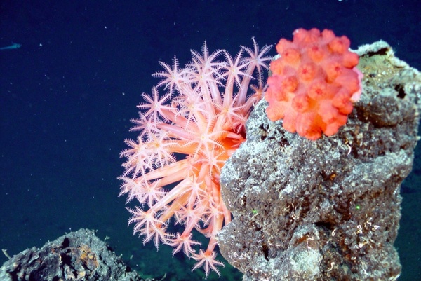 soft corals mushroom coral sea