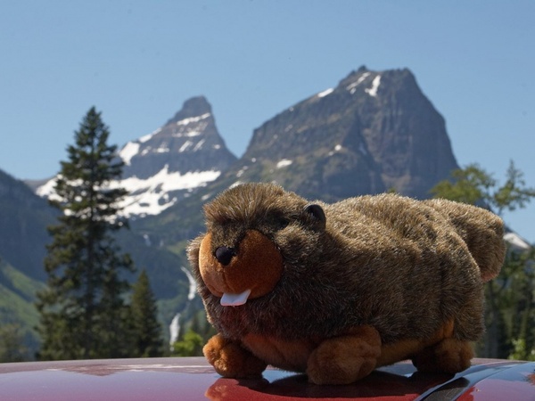 soft toy marmot mountains