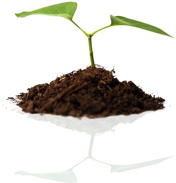 soil and plant picture