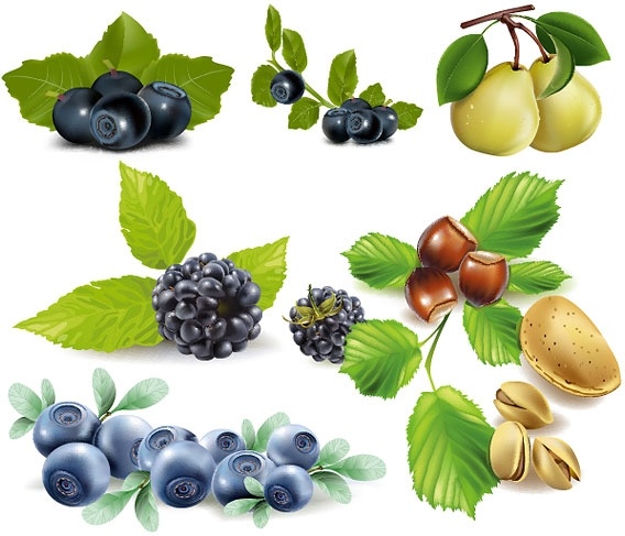 some fruits vector