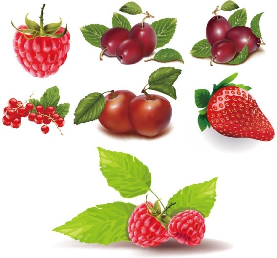 some red fruits vector