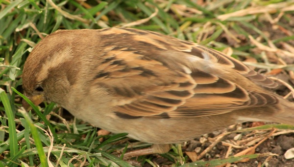 song sparrow 