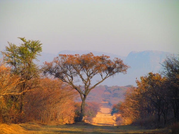 south africa tree nature