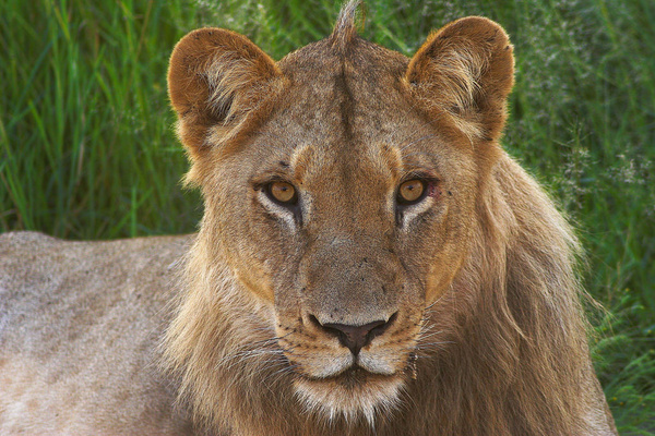south african lion