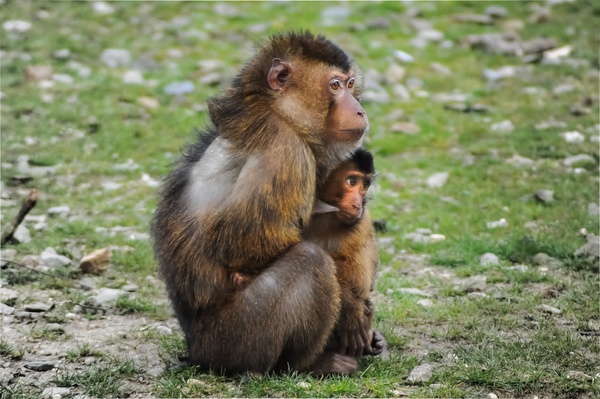 southern pig tailed macaque breastfeeding her child