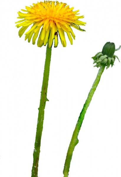 sow thistle isolated on white