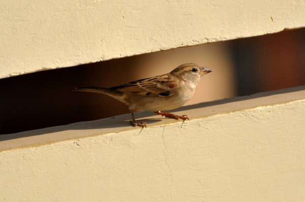 sparrow bird birds