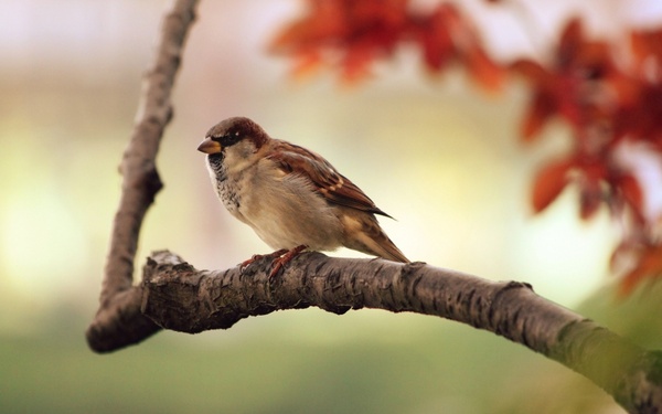 sparrow tree branch