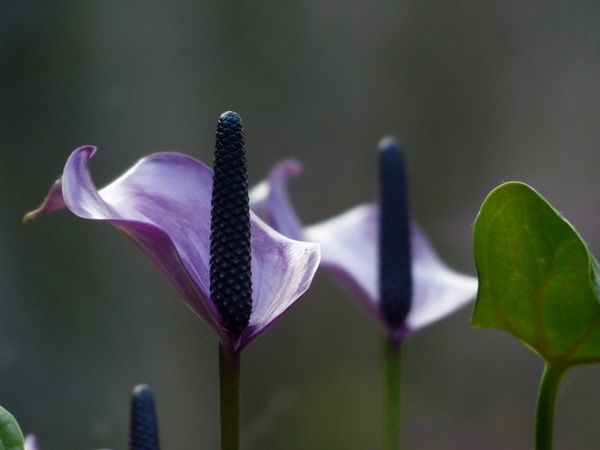 spathiphyllum vaginal sheet flower
