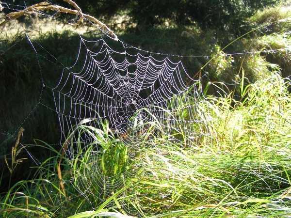 spider039s net
