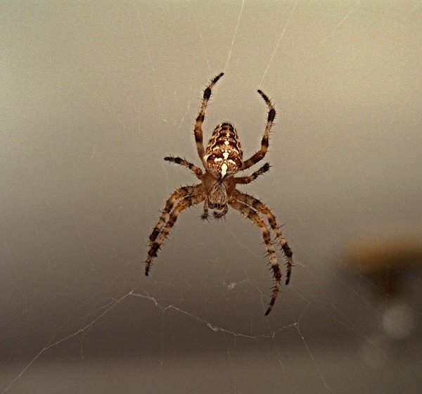 spider a spider's web crusader
