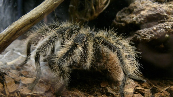spider aquarium arachnid