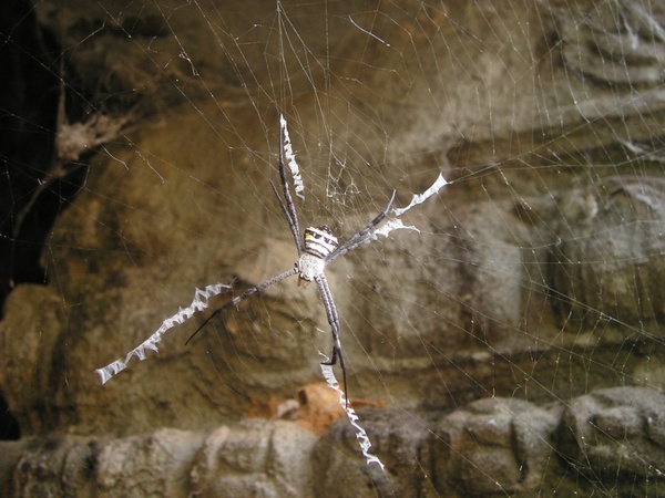spider cobweb angkor