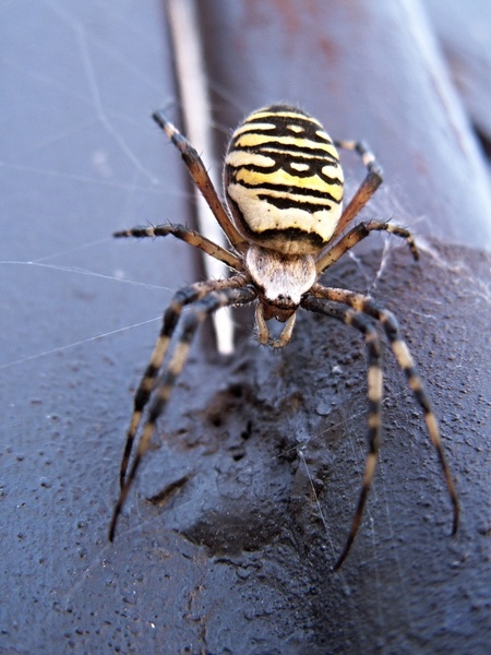spider female crusader striped