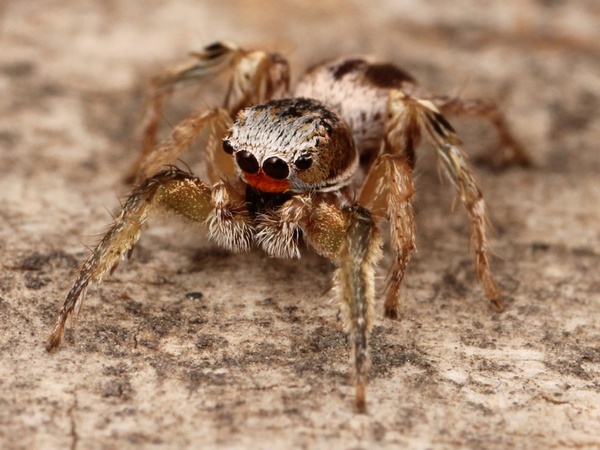 spider insect kaldari habronattus