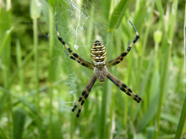 spider nature creature