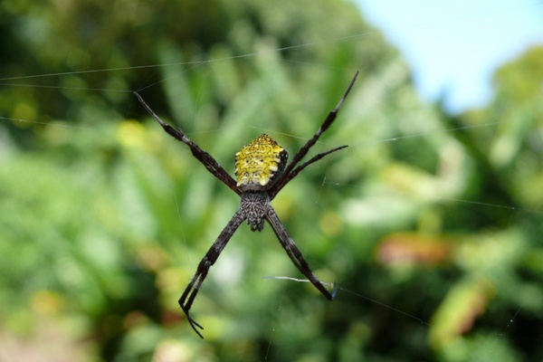 spider nature hawaii