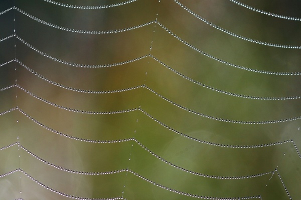 spider net with dew