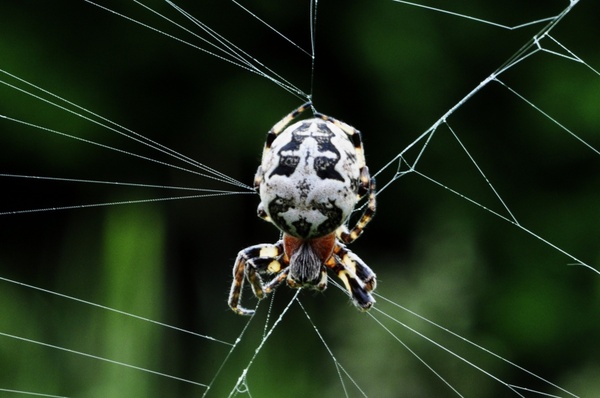 spider network macro